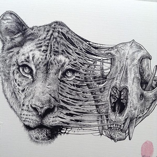 animal-skull-drawings-paul-jackson-tiger