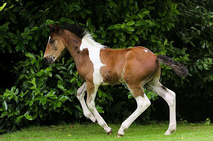 baby horse marking running