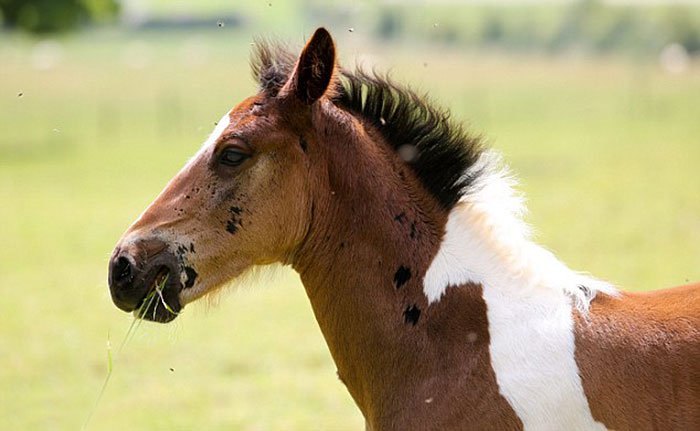 baby horse marking