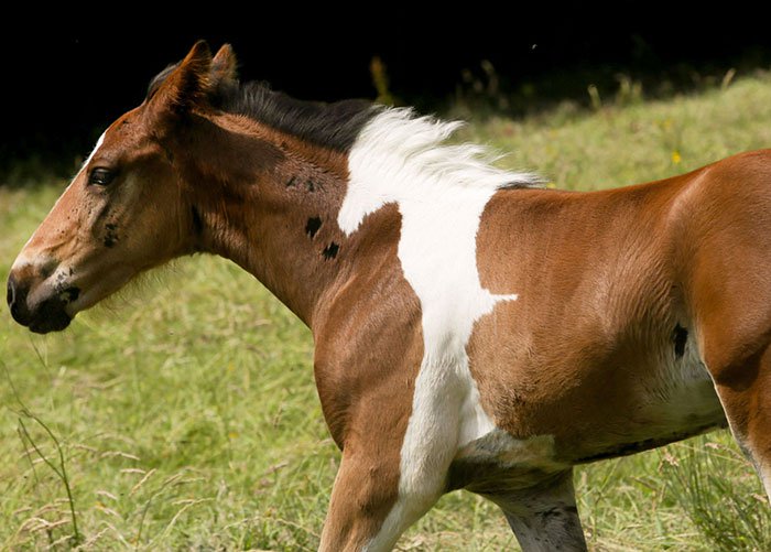 baby horse unusual marking