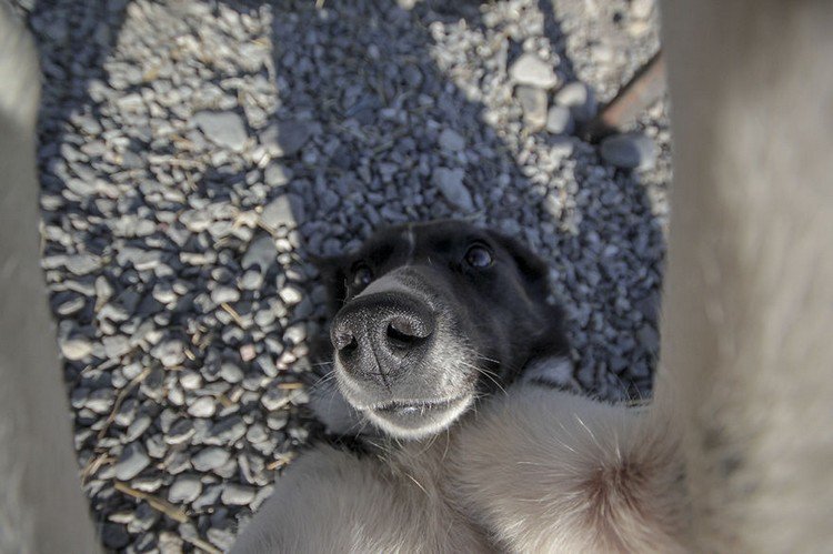 black dog selfie