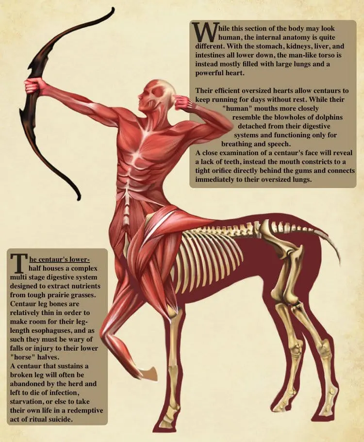 Christopher Stoll Illustrates The Anatomy Of Fantasy Creatures
