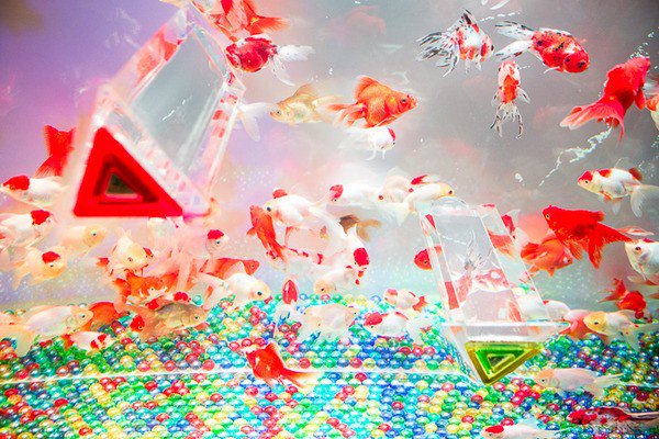 color aquarium