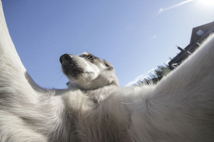 dog angled selfie
