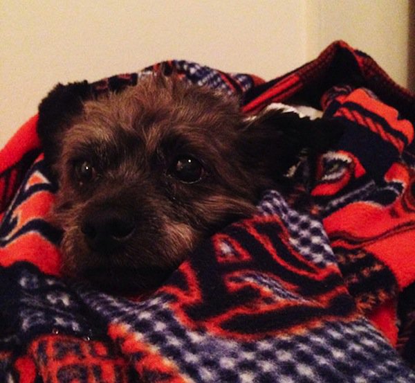 dog-blanket-two