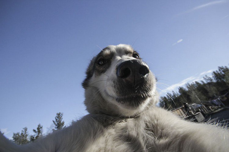 dog close up selfie