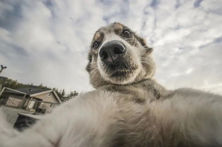 dog holding camera selfie