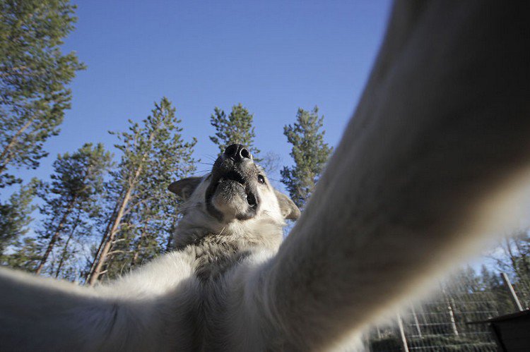 dog selfie from below