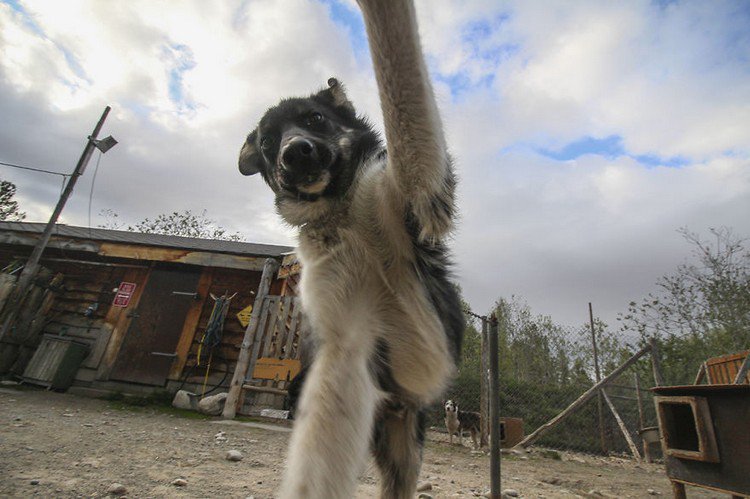 dog selfie holding camera