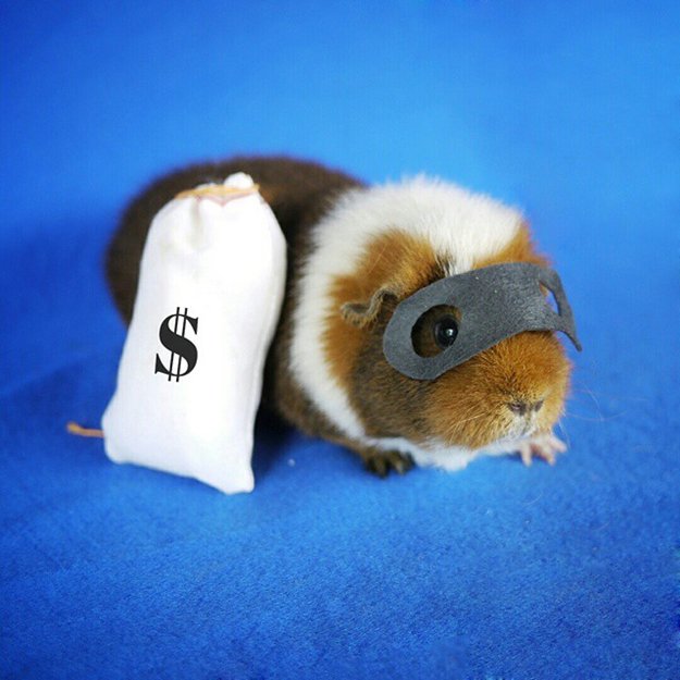 fuzzberta-cosplaying-guinea-pig-bank-robber