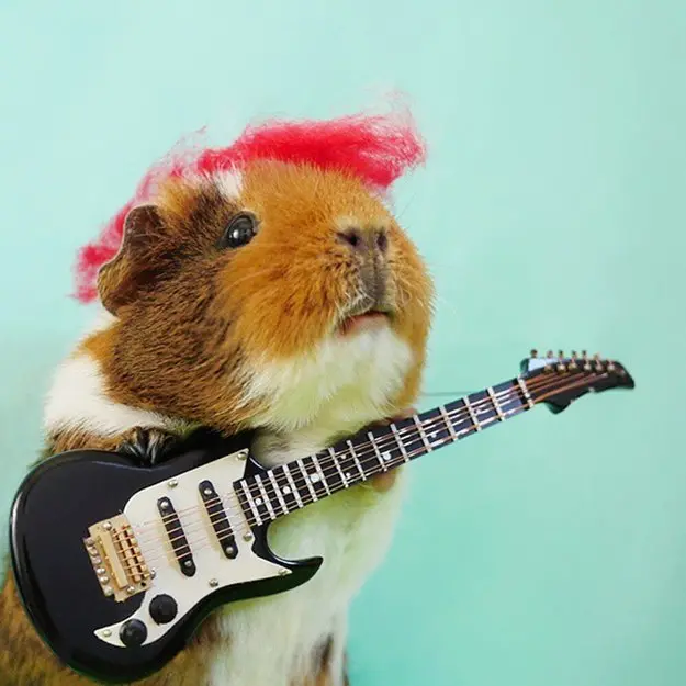 fuzzberta-cosplaying-guinea-pig-guitar