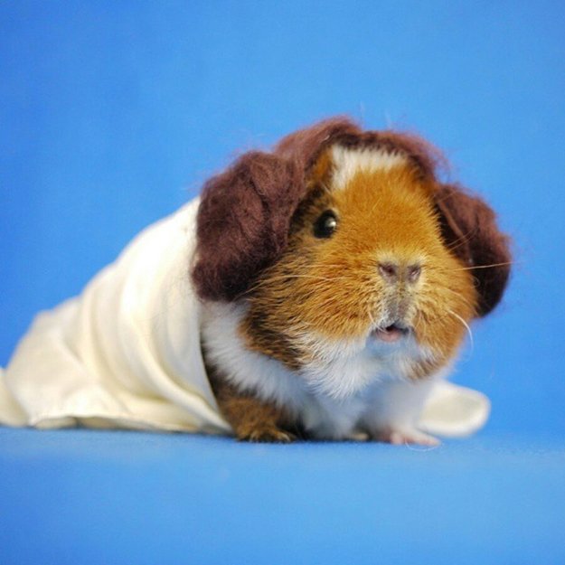 fuzzberta-cosplaying-guinea-pig-leia