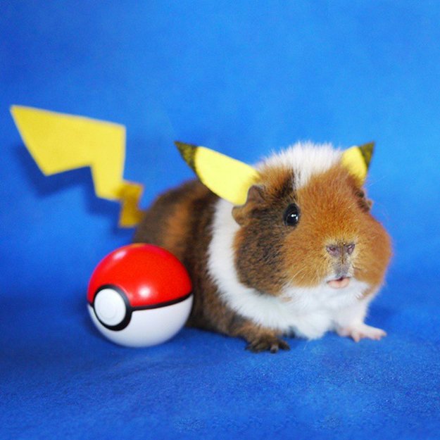 fuzzberta-cosplaying-guinea-pig-pikachu