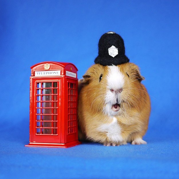 fuzzberta-cosplaying-guinea-pig-police