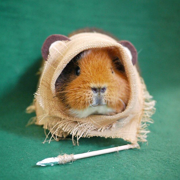 fuzzberta-cosplaying-guinea-pig-star-wars