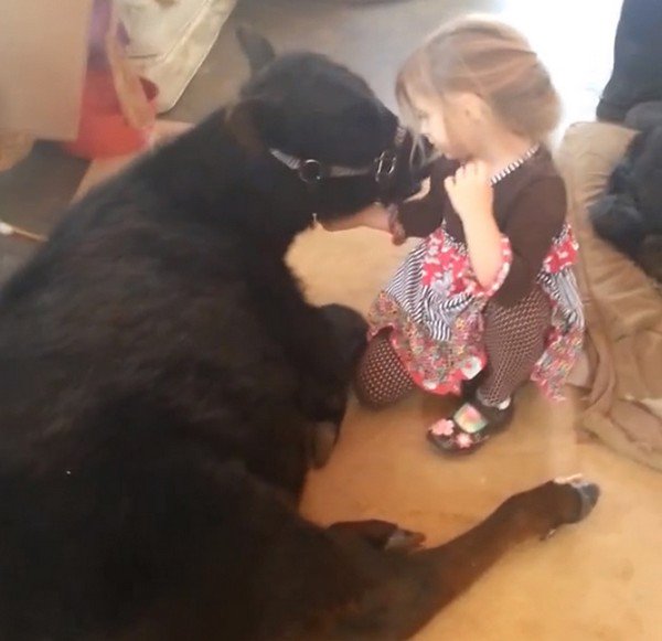 girl petting cow chin