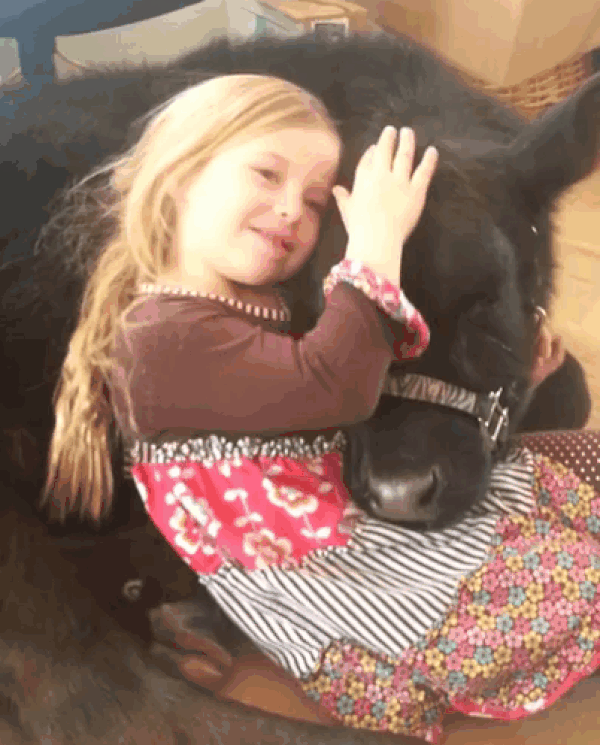 girl petting cow