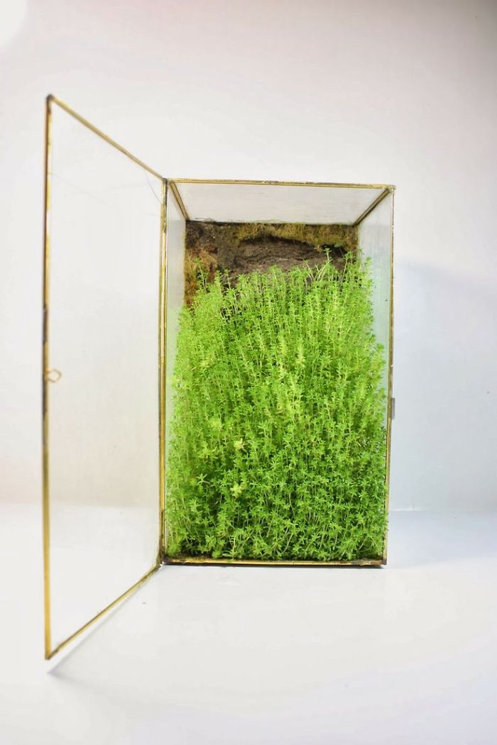 glass plant box