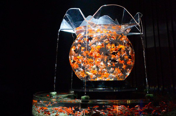 goldfish aquarium