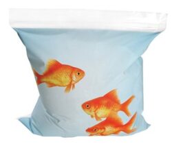 goldfish sandwich bags