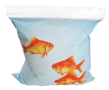 goldfish sandwich bags
