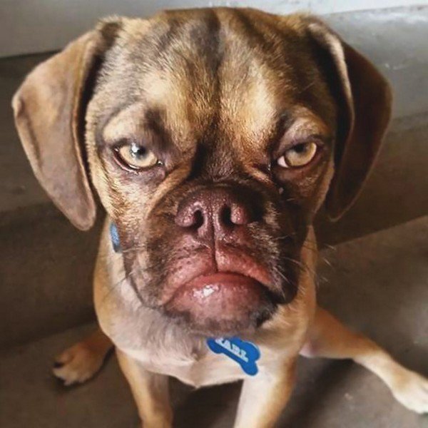 grumpy dog face