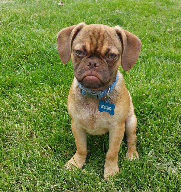 grumpy dog grass