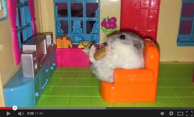 hamster eating