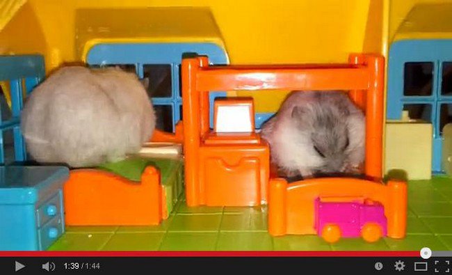 hamsters sleep