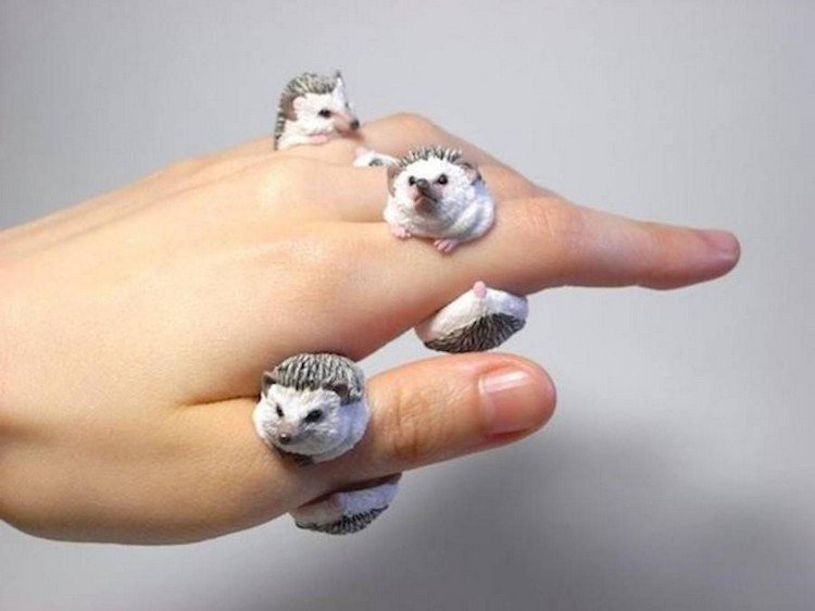 hedgehog rings