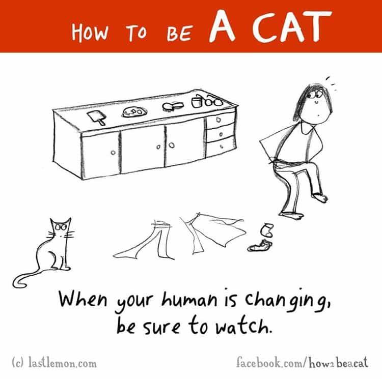 how-to-be-a-cat-changing