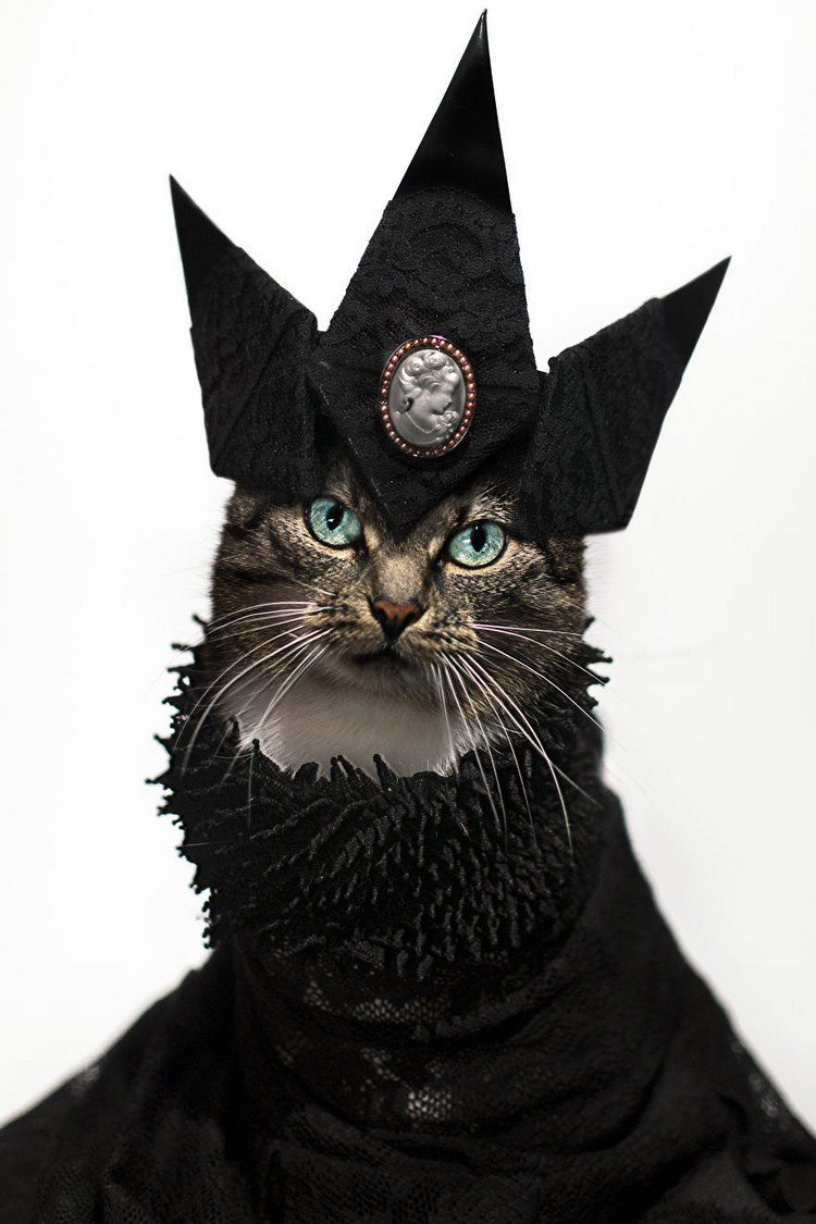 hummus cat witch