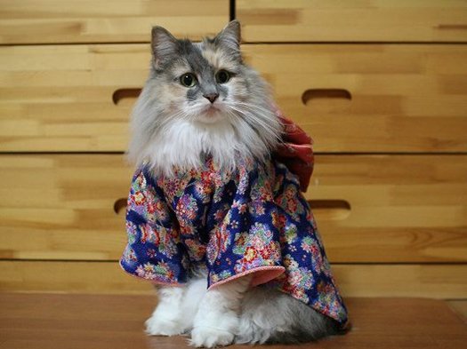 kimono-cat-blue