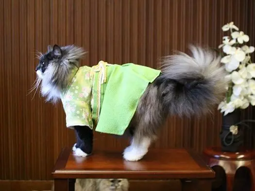 kimono-cat-fluff