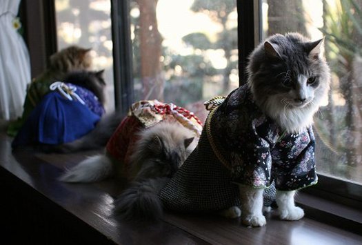 kimono-cat-gray