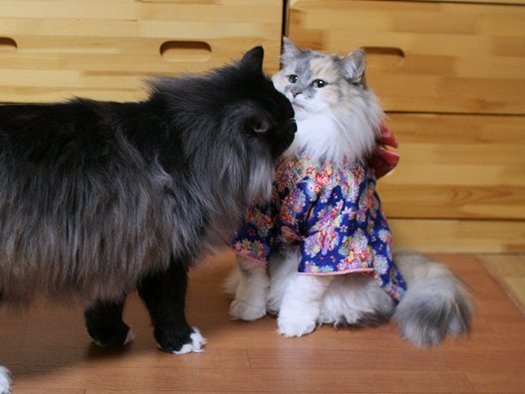 kimono-cat-sniff