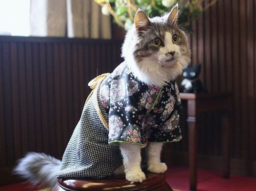 kimono-cat-stare
