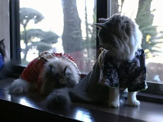 kimono-cat-tail