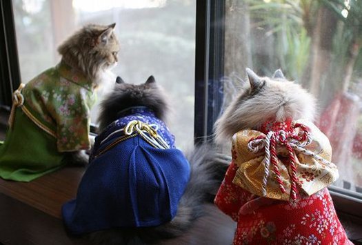kimono-cat-trio