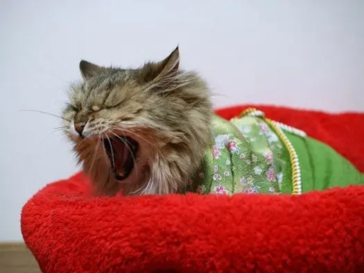 kimono-cat-yawn