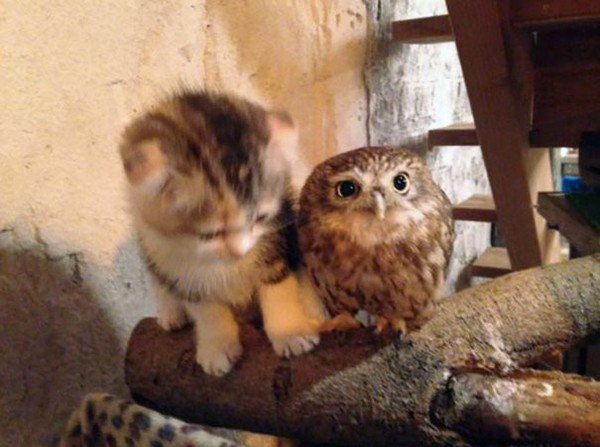kitten owlet branch