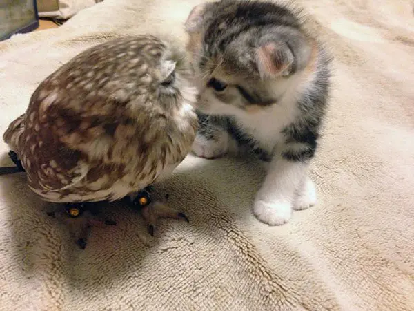 kitten owlet close