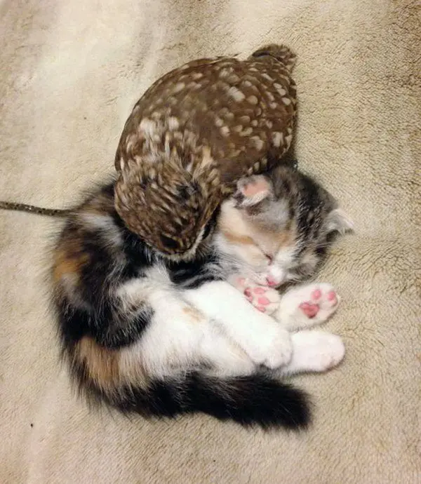kitten owlet sleeping