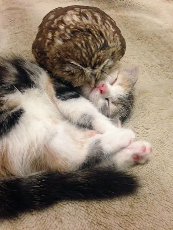 kitten owlet snuggling