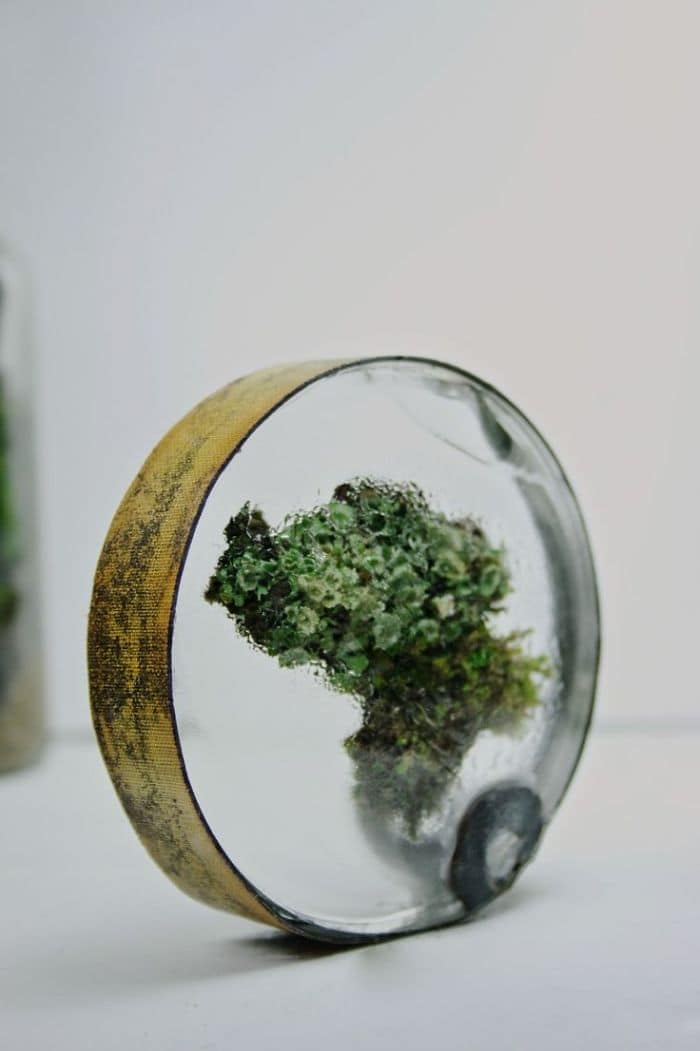 moss glass