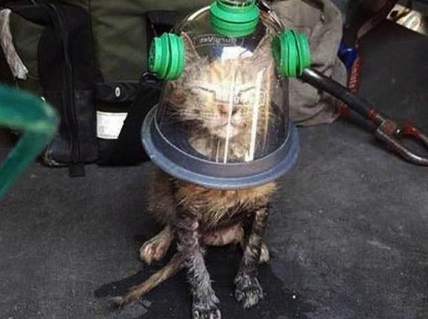 oxygen-cat