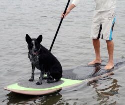 paddleboard traction pad for dogs