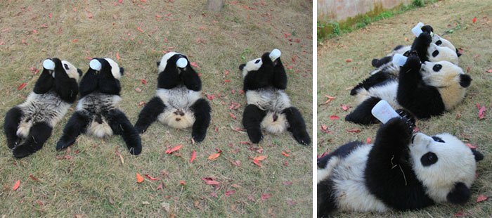 panda-babies