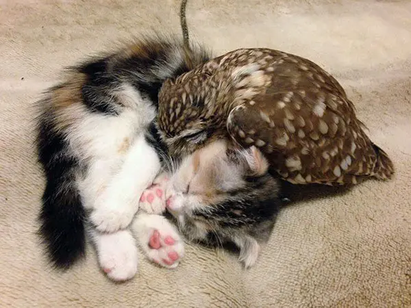sleeping kitten owlet