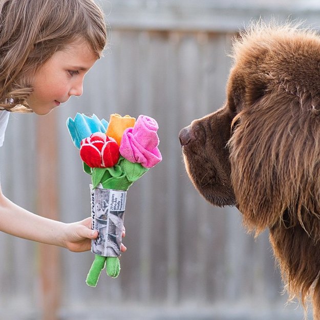 son-dogs-horse-friendship-stasha-becker-flowers